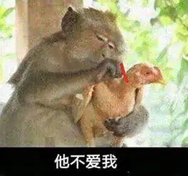 小猴子拔鸡毛表情包大全小猴急拔鸡毛微信搞笑表情包