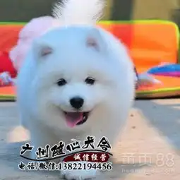 深圳黄页88网