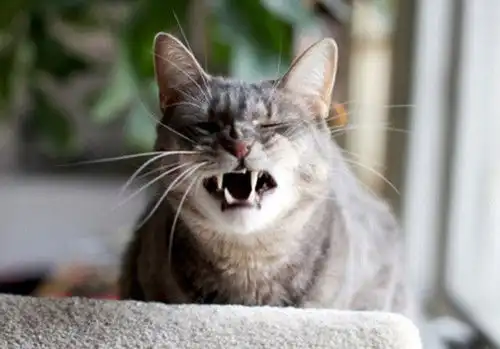 猫咪总打喷嚏精神很好为什么