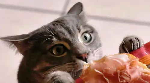 男生用猫猫表情包偷吃