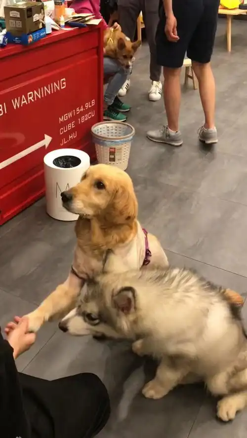 为生活所迫的狗狗们乖巧懂事的不行