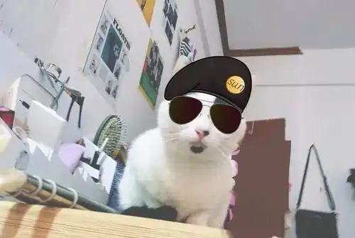 领养来的猫妹乖巧懂事,只是和猫姐相处了一阵,却让主人大喊这哪里是正经猫