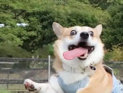 感谢的表情包可爱小柯