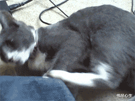 猫猫头表情包搞笑gif
