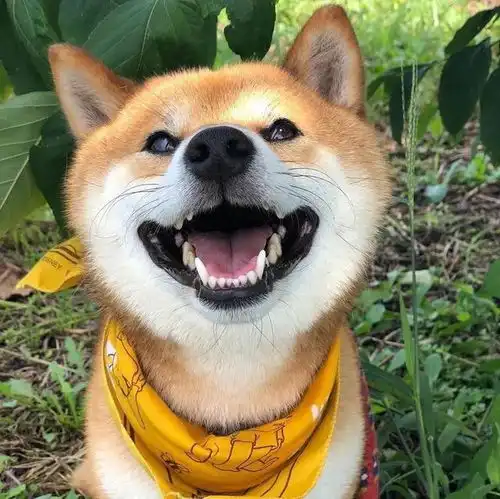可爱狗狗头像笑口常开好运自然来