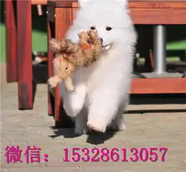 聊城哪里能买到健康萨摩耶纯种萨摩耶多少钱赛级萨摩耶哪里有三针疫苗驱虫已做