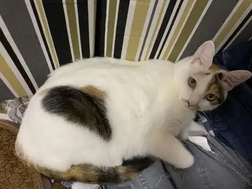 揭秘钢铁直男如何爱上小猫咪