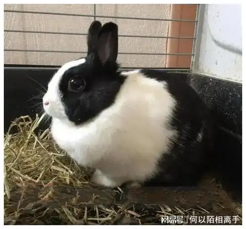 江小白和小花的故事
