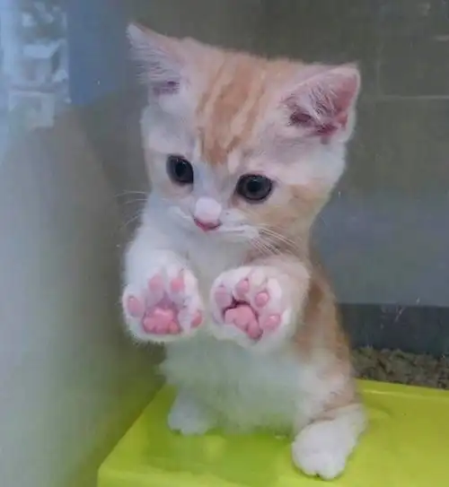 猫咪偷偷抹把泪表情包白