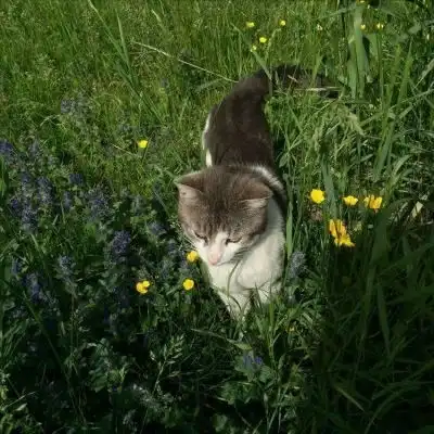 可爱猫咪头像热门猫咪头像