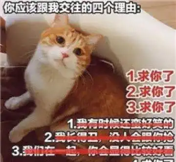 猫奴等级自测,你是资深猫奴了么