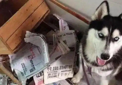 二哈被偷主人难过,没几天狗子跑回来了,主人看到纸条哭笑不得