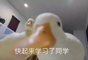 毛导上线