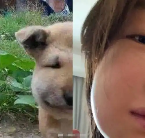 周冬雨拔智齿撞脸表情包,网友高能警告笑点低的千万别点进来