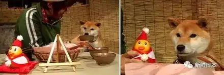 泪目16岁柴犬北登去世,你的表情包里肯定有它