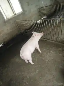 重庆太湖母猪价格肥猪价格