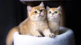 盘点英国短毛猫常见的五种颜色,看看哪一种是你的最爱呢
