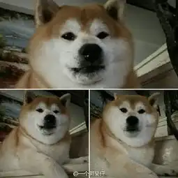 圆脸柴犬表情包