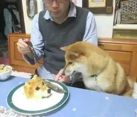 你有养过宠物犬吗它们会给你带来很多欢乐