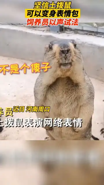 土拨鼠我觉得你叫的比我像表情包