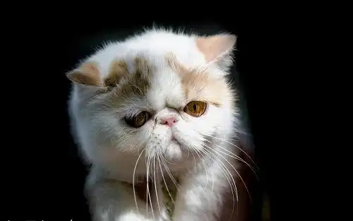 猫咪洗完澡鼻塞不精神,猫猫洗完澡感冒的症状
