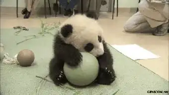 某网红熊猫耍大牌违章停车,被拖走了违章车辆后它