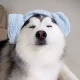 网友评选出泡妞神器竟然是这三种狗