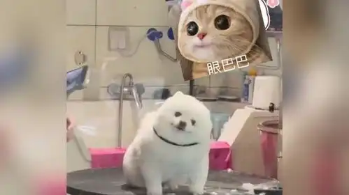 看啥看,还不赶快把我接走发现自己被拍照瞬间开始表情管理网友可爱小狗还有偶像包袱呢