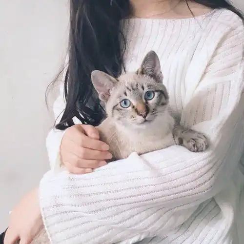 猫咪很反感的5种抱猫姿势,你中了几个