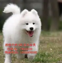 男生抱萨摩耶头像微笑天
