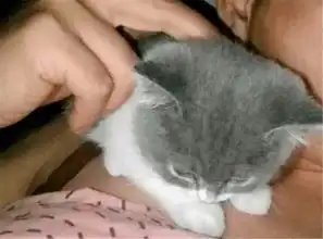 猫咪被寄养在男友家,委屈巴巴,主人回来的时候,它的表情亮了都快