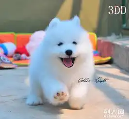 南京哪里买到健康萨摩南京的萨摩价格是多少