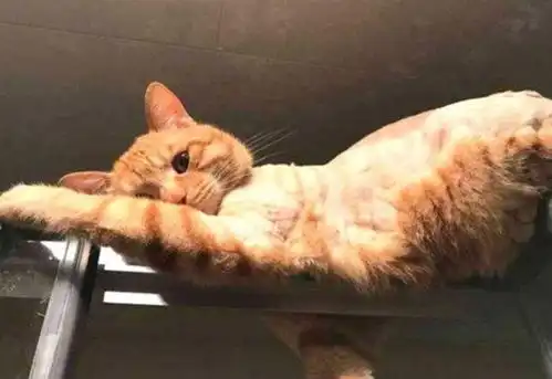 捡了一只橘猫回家发现它有颗猥琐的内心宠主直接泪崩这小眼神太猥琐了
