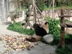 手机拍照在成都的日子之二