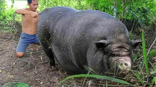 男子家里没有公猪,为何母猪怀孕了看到生下的猪崽让人尴尬不已