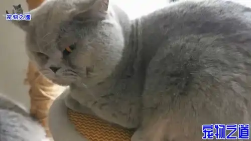 主人故意在胖公猫面前稀罕小猫,猫爸爸担心失宠,搞笑表情逗笑主人