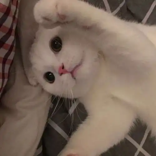 猫咪头像男生代表什么男