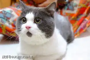 5岁男孩被亲生父母关进猫笼子,被92度滚烫开水浇折磨致死