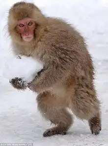 山区猕猴雪地嬉戏打雪仗土木工程师拍摄