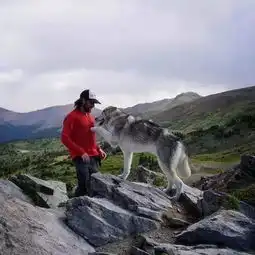 这年头,连狗都开始环球旅行了,你还等什么