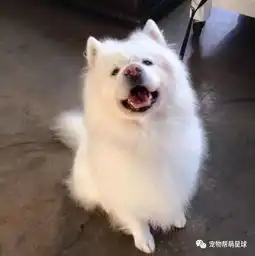 这些萨摩耶犬的暖心萌照超治愈小时候根本就是泰迪熊