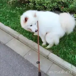 寻狗寻找萨摩9月9号丢失母大狗