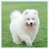 杭州微笑天使萨摩犬一般多少钱一只杭州哪家犬舍的萨摩犬健康纯种萨摩犬价格