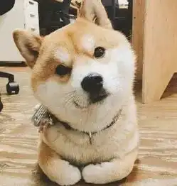 养个小奶狗需要多少钱