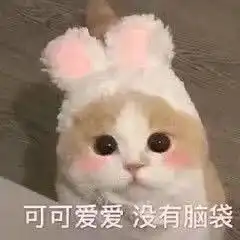 有哪些猫猫狗狗的头像