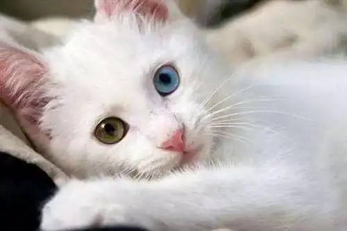 猫咪没有讨厌的颜色,因为在它的世界里,颜色并不重要