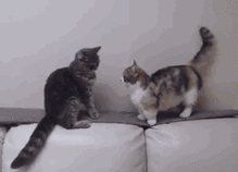 猫咪表情包,猫奴必备