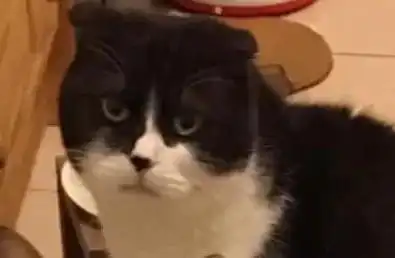 我家猫究竟在想什么今天我终于悟了