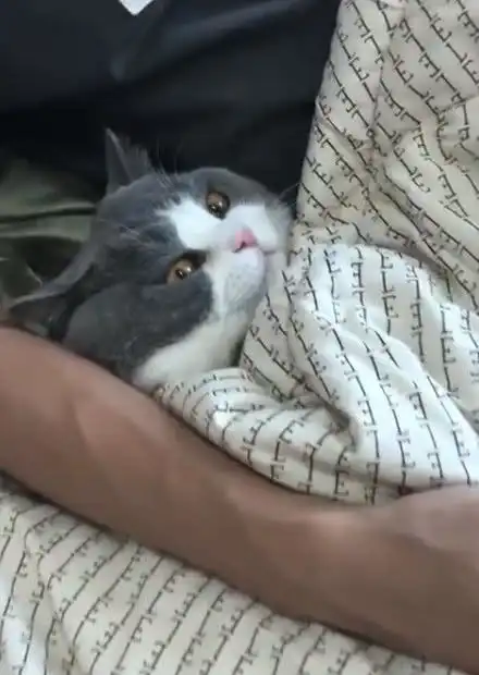 猫咪陪着男友乖乖睡觉,女主人吃醋了,掀开被子瞬间笑翻