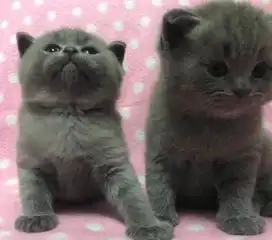 可爱的英国短毛猫